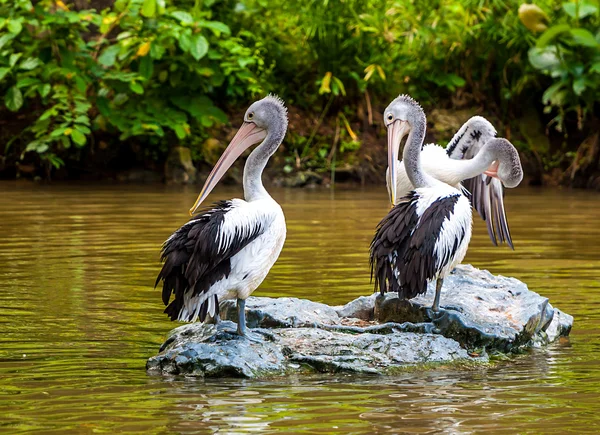 Серые пеликаны — стоковое фото