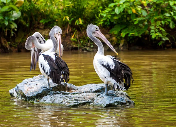 Grijze pelikanen — Stockfoto