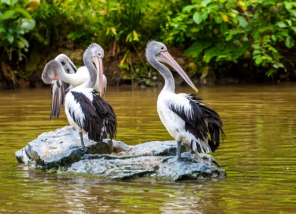 Pelicanos cinzentos — Fotografia de Stock