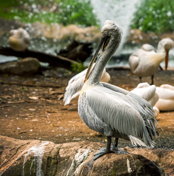 Grå pelikaner — Stockfoto