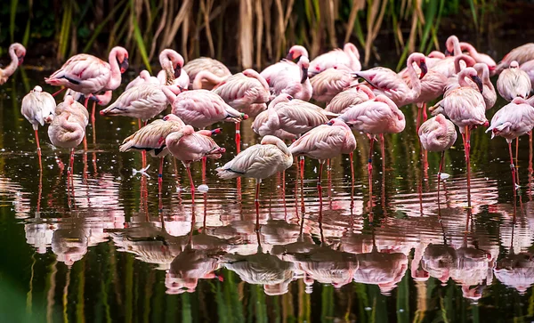 Pink flamingos — Stock Photo, Image