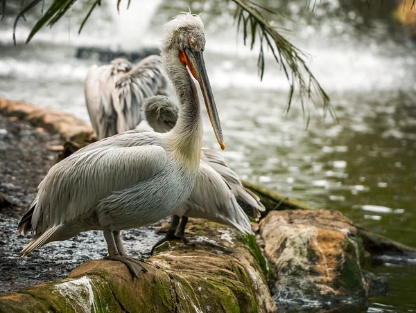 Grå pelikaner — Stockfoto