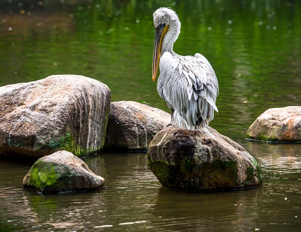 Grå Pelikan — Stockfoto