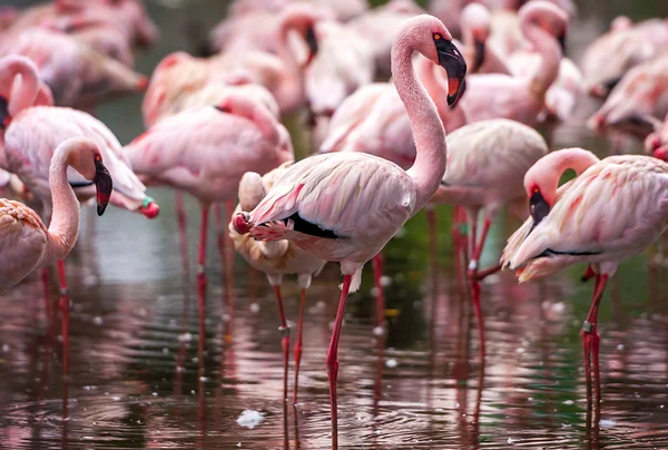 Pink flamingos bir sürü — Stok fotoğraf