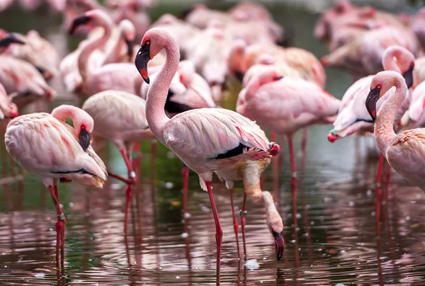 Стая розовых фламинго — стоковое фото