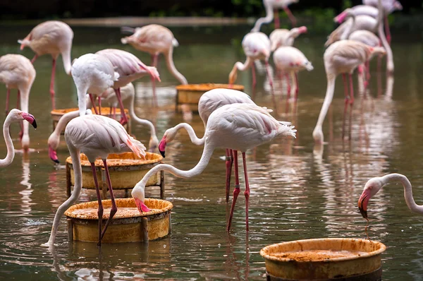 En flock av rosa flamingos — Stockfoto