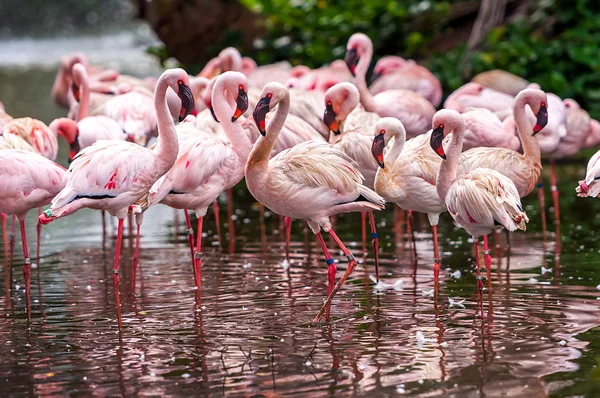 A flock of pink flamingos — Stock Photo, Image