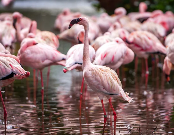 En flock av rosa flamingos — Stockfoto