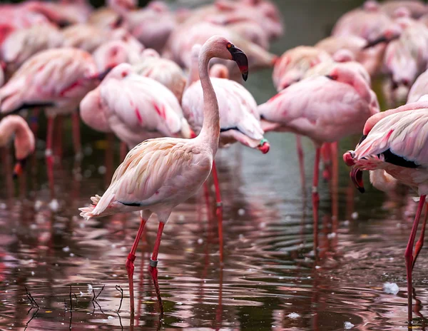 En flock av rosa flamingos — Stockfoto