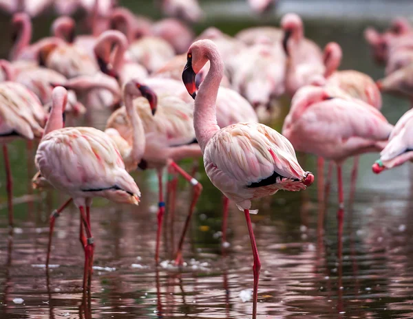 Stado różowe flamingi — Zdjęcie stockowe