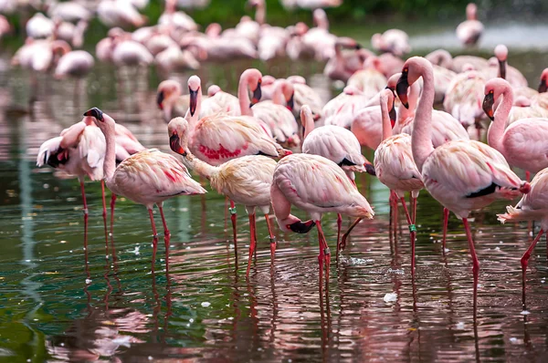 En flock av rosa flamingos — Stockfoto