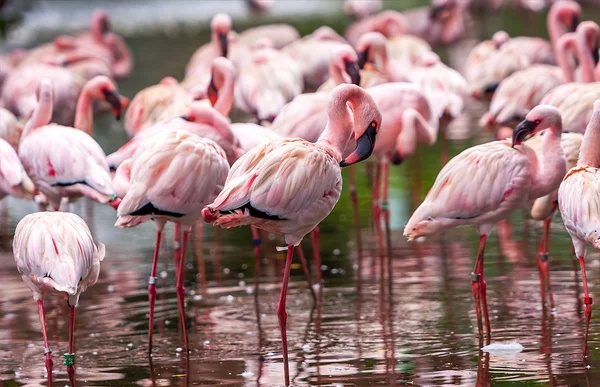 Een kudde van roze flamingo 's — Stockfoto