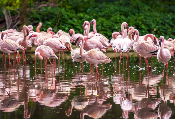 A flock of pink flamingos — Stock Photo, Image