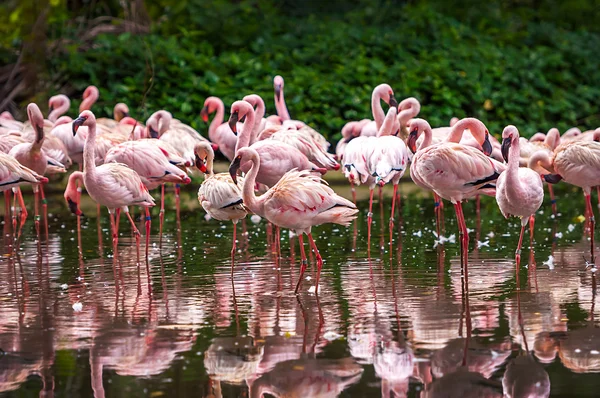 A flock of pink flamingos — Stock Photo, Image