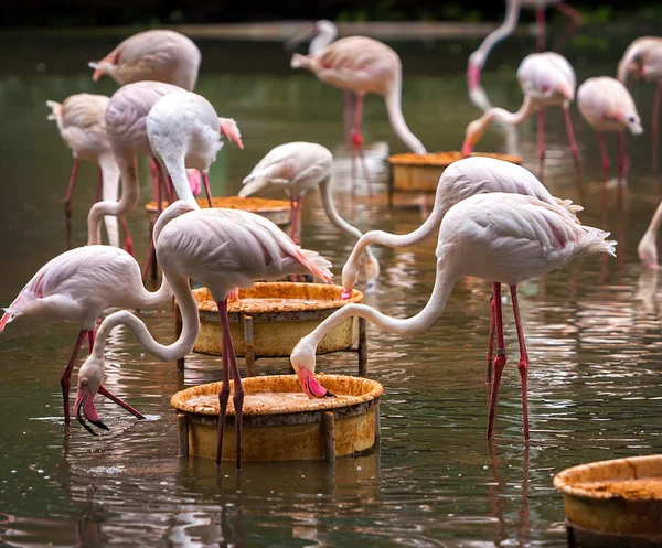 Um bando de flamingos cor de rosa — Fotografia de Stock