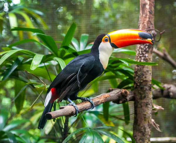 Brasilia toucan — Stock Photo, Image