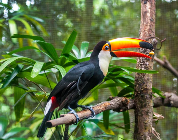 Brasilia toucan — Stockfoto