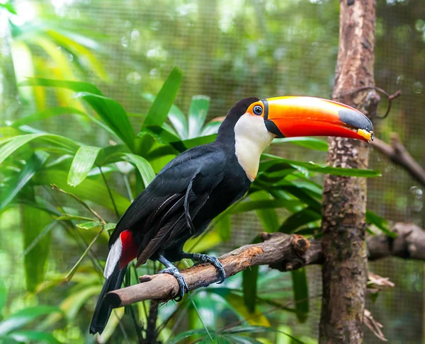 Brasilianischer Tukan — Stockfoto