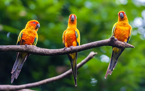 Exotische papegaaien — Stockfoto