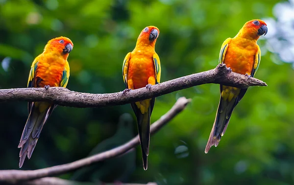 Exotische Papageien — Stockfoto