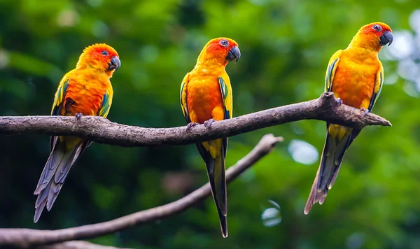 Papagaios exóticos — Fotografia de Stock