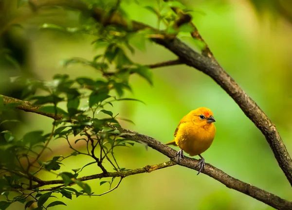 Pássaro amarelo — Fotografia de Stock