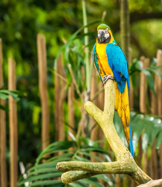 Exotische parrot — Stockfoto