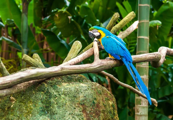 Exotischer Papagei — Stockfoto