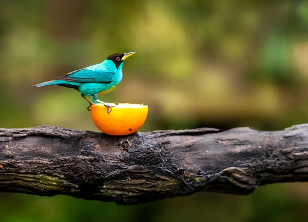 Modrý pták na větvi — Stock fotografie