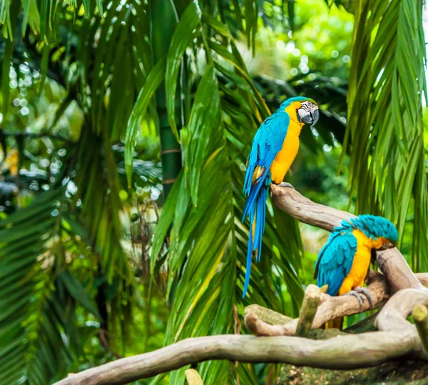 Exotic parrots — Stock Photo, Image