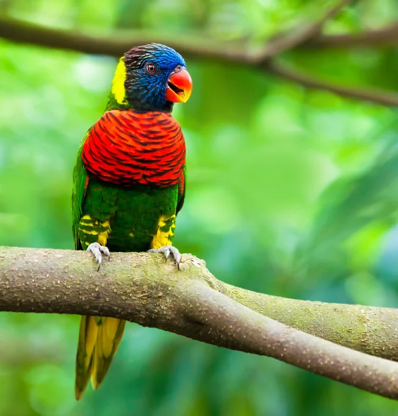 Exotische parrot — Stockfoto