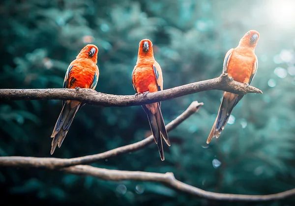 Exotiska papegojor — Stockfoto