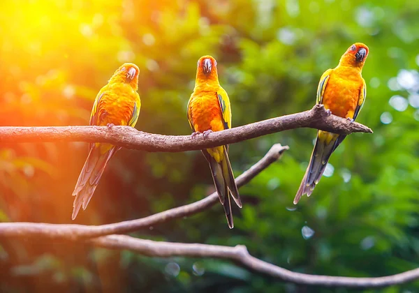 Exotic parrots — Stock Photo, Image