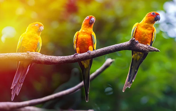 Exotic parrots — Stock Photo, Image