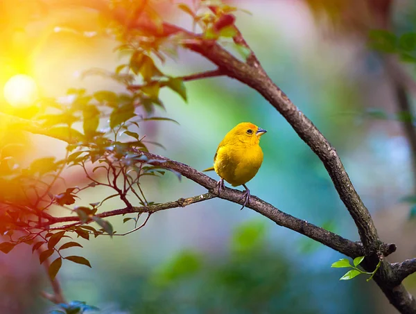 Żółty ptak na gałęzi — Zdjęcie stockowe