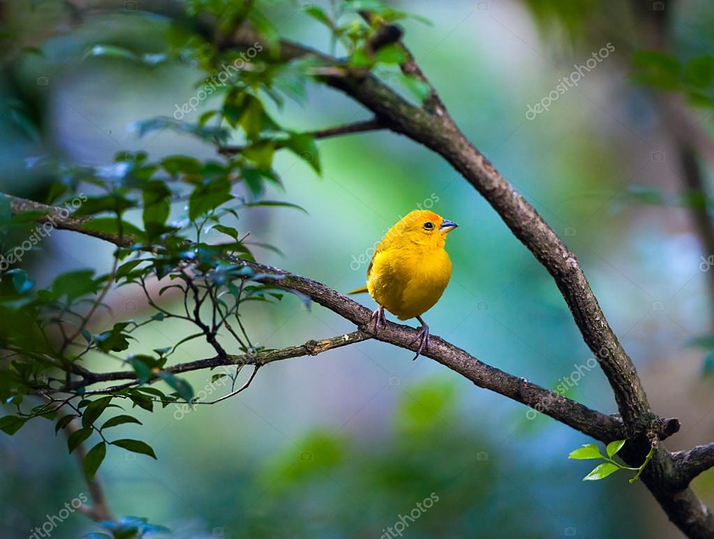 Pájaro amarillo fotografía de stock © seqoya 52482619 Depositphotos
