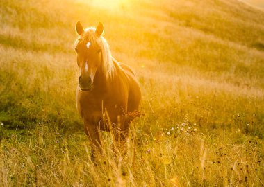 sis ve at ile peyzaj
