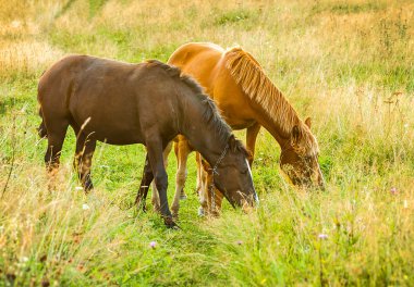 sis ve atları ile peyzaj