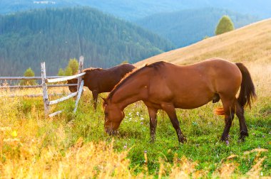 sis ve atları ile peyzaj