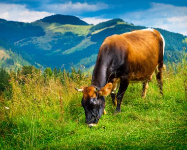 sis ile Peyzaj ve inek