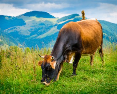 sis ile Peyzaj ve inek