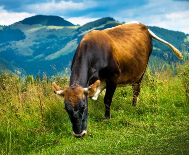 sis ile Peyzaj ve inek