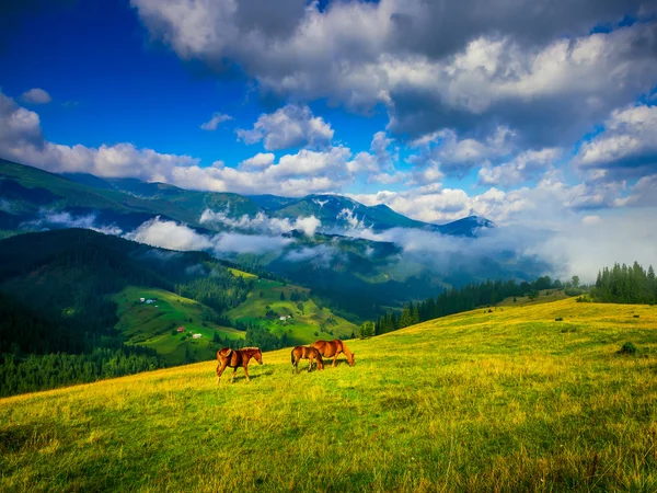 Paysage avec brouillard et chevaux — Photo