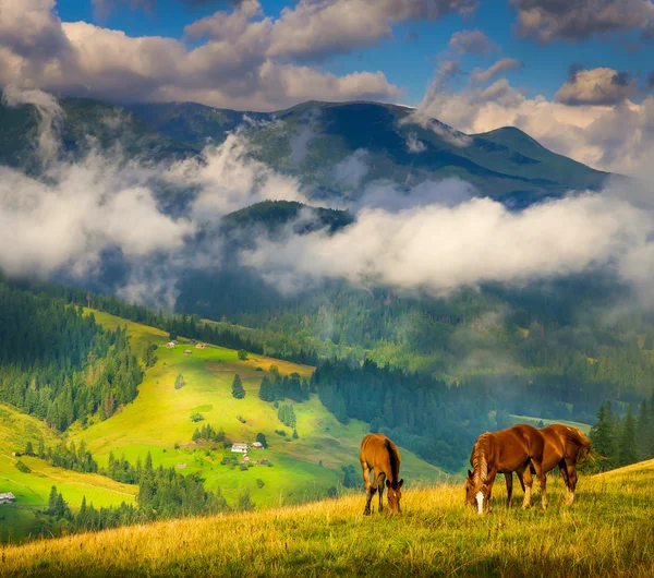 Paisagem com nevoeiro e cavalos — Fotografia de Stock