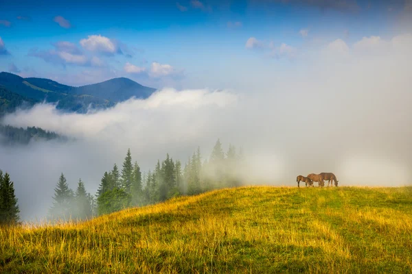 Paysage avec brouillard et chevaux — Photo