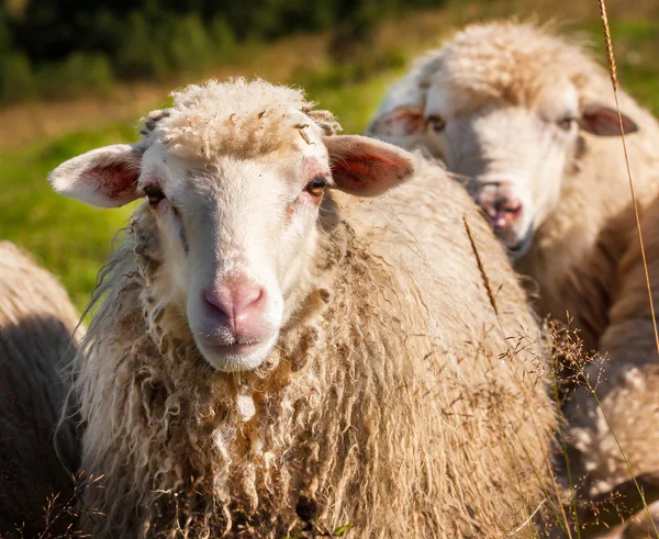 Flock av får bete — Stockfoto