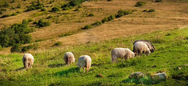 Flock av får bete — Stockfoto