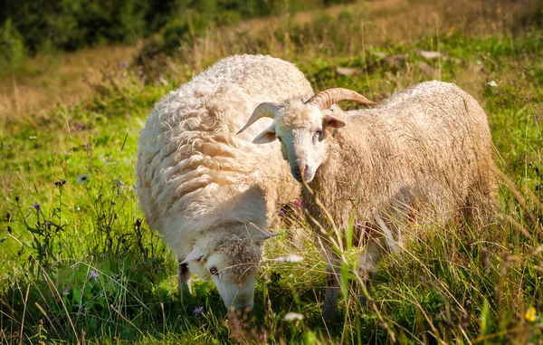 Стадо овець пасеться — стокове фото