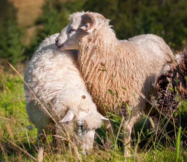 Flock av får bete — Stockfoto