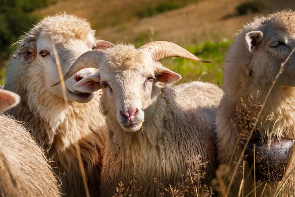 Kudde schapen die graasden — Stockfoto